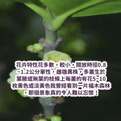 福木果實有毒|臺灣原生樹木推廣及媒合平臺